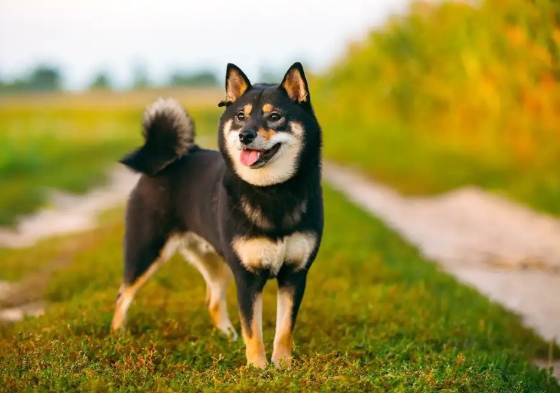 柴犬照顧方法 柴犬照顧方法