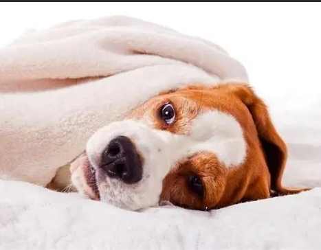 絕育年齡利弊 絕育年齡利弊