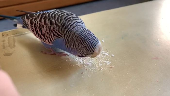 麵包蟲餵食鸚鵡