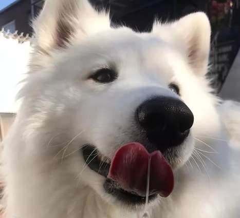 狗狗口水多健康問題