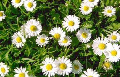 小雛菊顏色 小雛菊顏色