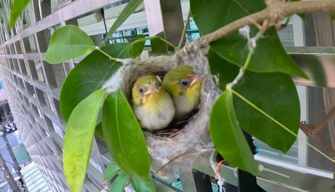 綠繡眼幼鳥食物 綠繡眼幼鳥食物