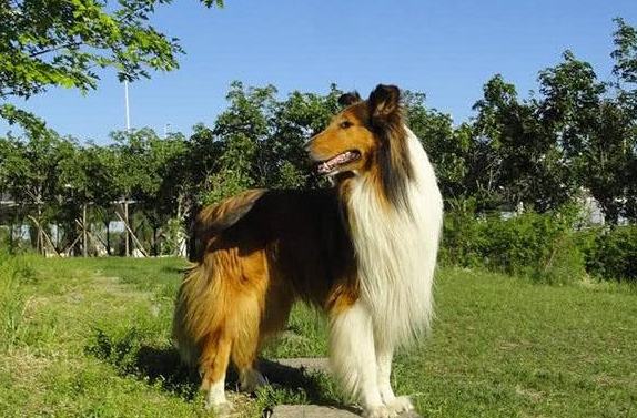 蘇格蘭牧羊犬智商