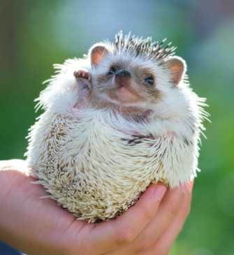刺蝟飼養成本 刺蝟飼養成本