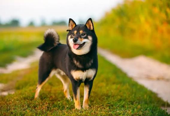 柴犬吠叫 柴犬吠叫