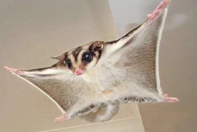 蜜袋鼯食物清單