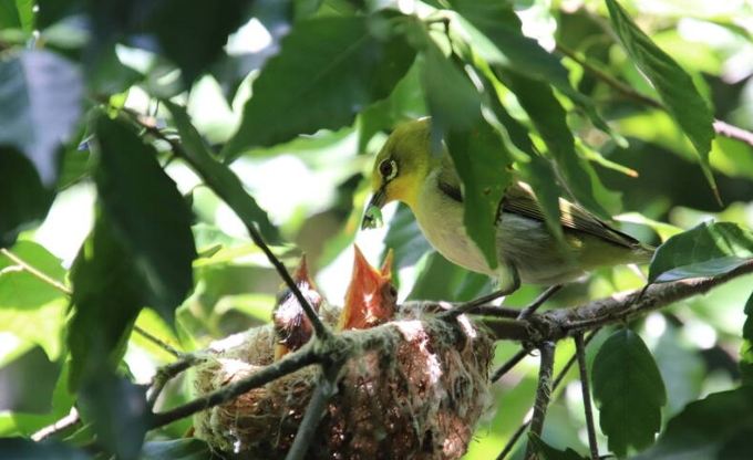 綠繡眼幼鳥餵食次數