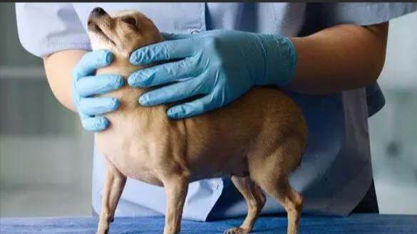 狗狗糖尿病治療