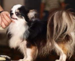 蝴蝶犬購買指南 蝴蝶犬購買指南