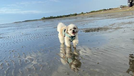 狗狗游泳地點新竹