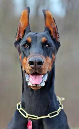 杜宾犬饲养 杜宾犬饲养