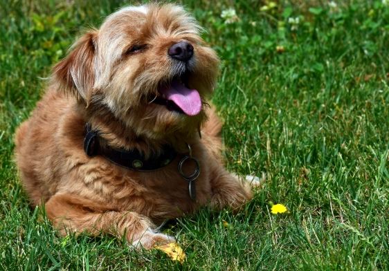 狗狗中暑急救 狗狗中暑急救