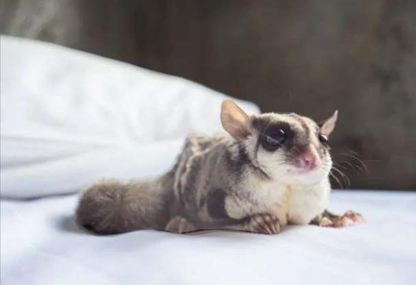 蜜袋鼯裝死 蜜袋鼯裝死