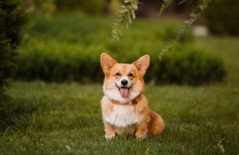 柯基犬多少錢 柯基犬多少錢