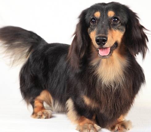 臘腸狗飼養費用 臘腸狗飼養費用