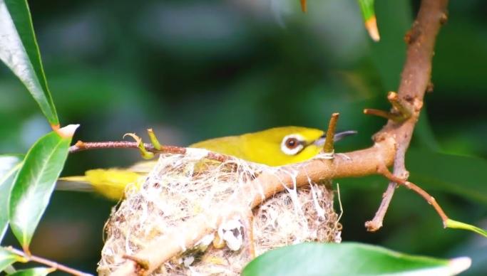 綠繡眼幼鳥飼養 綠繡眼幼鳥飼養