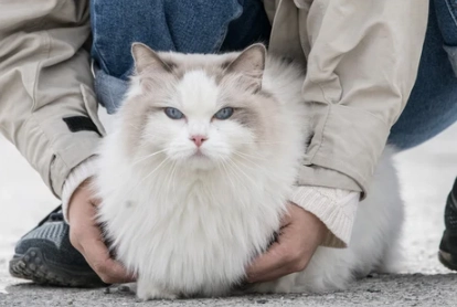布偶貓黏人