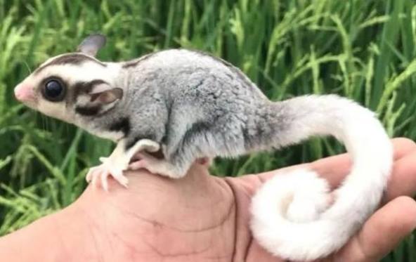 蜜袋鼯飲食 蜜袋鼯飲食