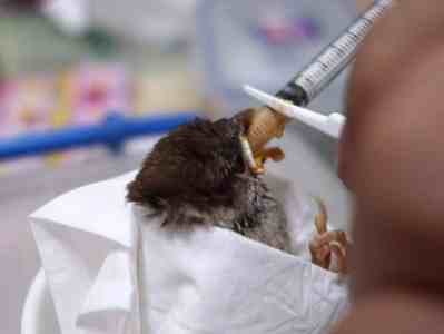 麻雀幼鳥救援 麻雀幼鳥救援