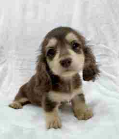 長毛臘腸狗價格 長毛臘腸狗價格