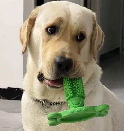 拉布拉多訓練 拉布拉多訓練