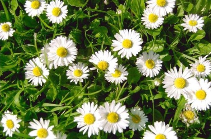 小雛菊花瓣特性 小雛菊花瓣特性