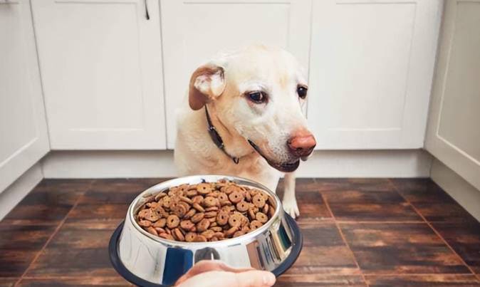 狗飲食禁忌 狗飲食禁忌