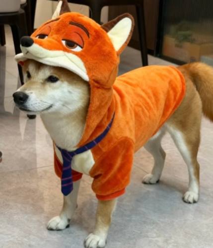 柴犬疾病預防 柴犬疾病預防