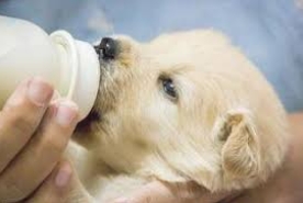 狗喝羊奶