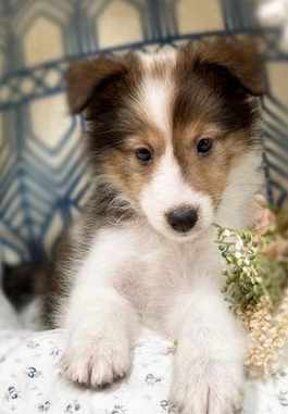 喜樂蒂幼犬飼養 喜樂蒂幼犬飼養