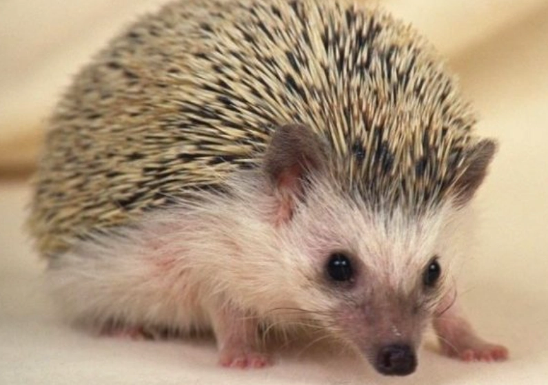 刺蝟老鼠飼養終極指南：優缺點比較、常見問題與實用技巧