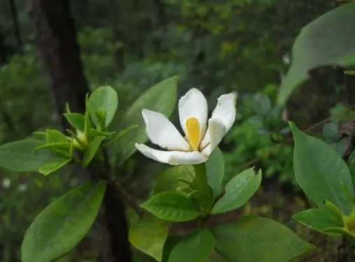 梔子花养护技巧 梔子花养护技巧