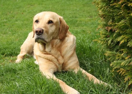 拉布拉多智商測試 拉布拉多智商測試