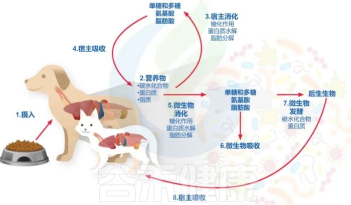 幼犬脹氣治療 幼犬脹氣治療