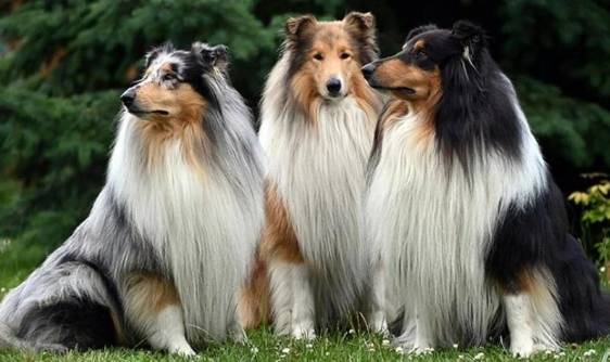 蘇格蘭牧羊犬 蘇格蘭牧羊犬