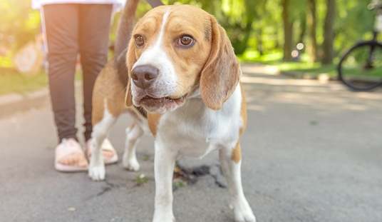 狗狗中暑症狀 狗狗中暑症狀