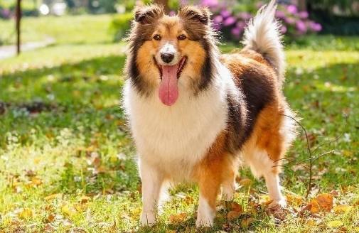 喜樂蒂牧羊犬壽命因素 喜樂蒂牧羊犬壽命因素