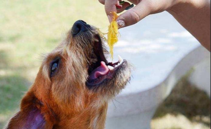 紅豆對狗有害嗎 紅豆對狗有害嗎