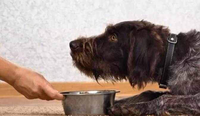 狗腸胃炎電解質 狗腸胃炎電解質