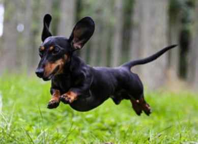 養臫腸狗注意事項 養臫腸狗注意事項