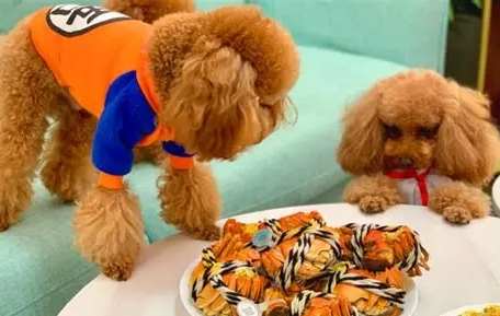 蝦殼對狗的影響 蝦殼對狗的影響