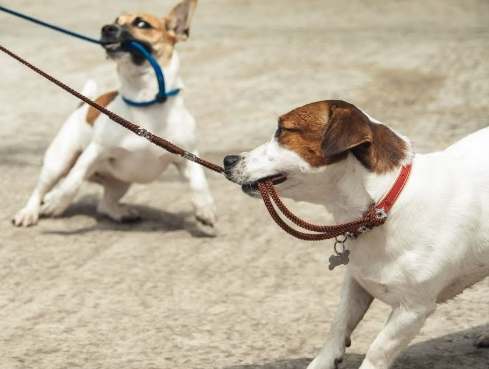 幼犬牽繩訓練方法 幼犬牽繩訓練方法