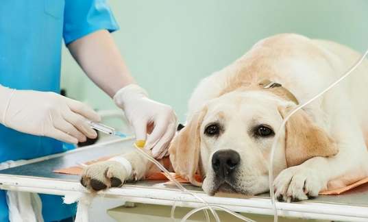 葡萄皮對狗有毒 葡萄皮對狗有毒