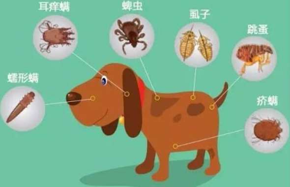 狗狗寄生虫症狀