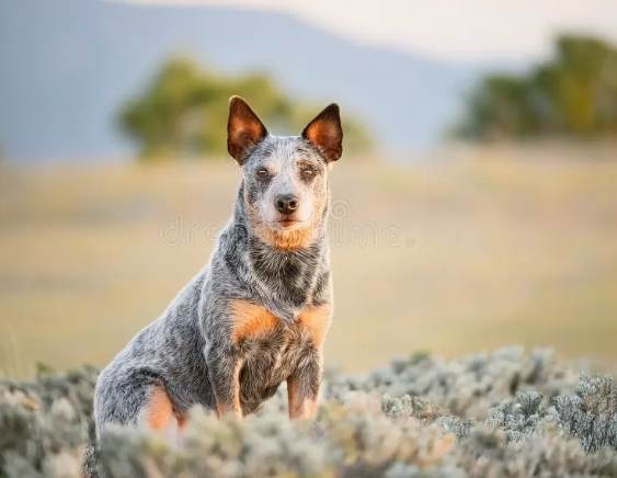 短尾牧牛犬訓練 短尾牧牛犬訓練