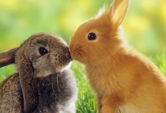 兔子相處技巧 兔子相處技巧