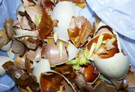 銀杏果仁好處 銀杏果仁好處