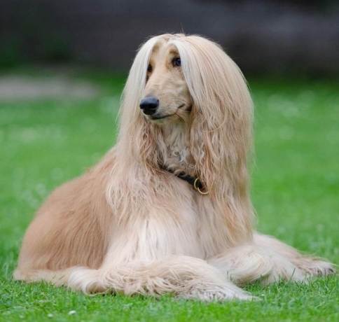 大型犬飼養指南