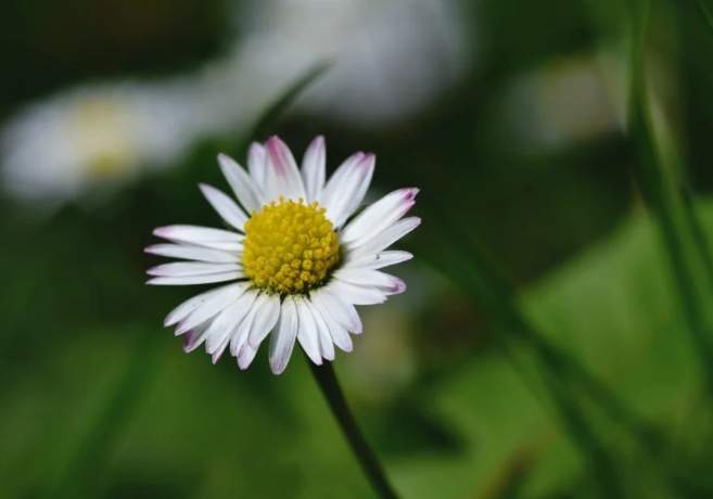 白色花卉花語 白色花卉花語
