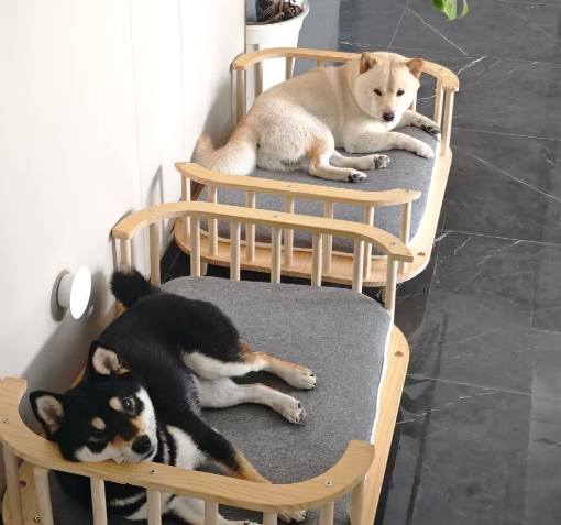 柴犬行為分析 柴犬行為分析